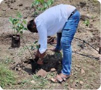 Participant placing sapling into prepared soil during tree plantation 